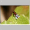 Chrysotus sp. - Langbeinfliege 01a 3mm.jpg